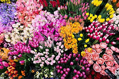 《动物之森：新叶》玩家在联机关闭之前疯狂互访